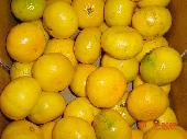 Klementin Spanyolorsz�gb�l